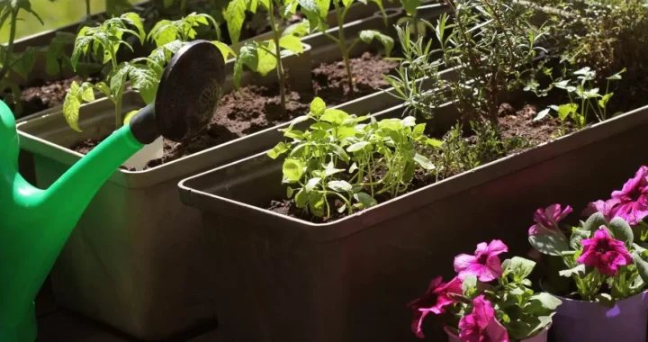 Cultivating a Sustainable Home Garden Oasis